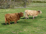 Highland Cattle