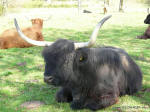 Highland Cattle