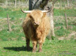 Highland Cattle