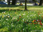 Blumen auf der Lindauer Insel