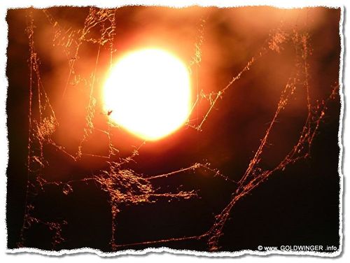 Sonnenuntergang durch ein Spinnennetz