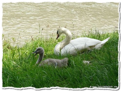 Schwan mit Nachwuchs an der Schlögener Schlinge